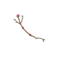 CHARM